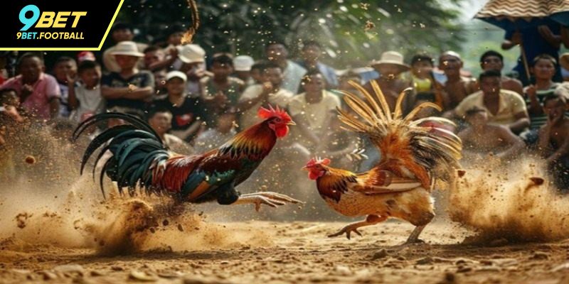 Các loại kèo cược đá gà phổ biến hiện nay