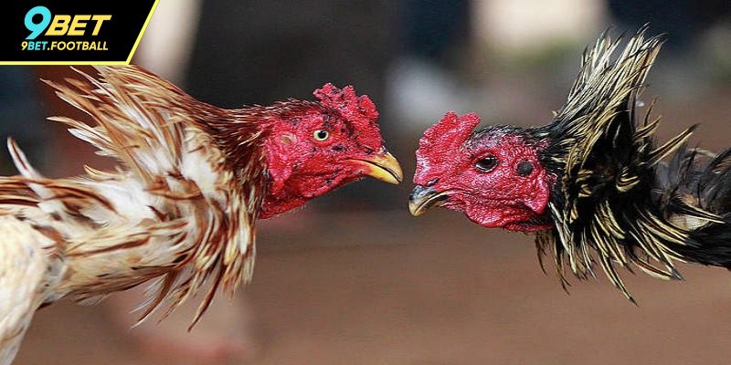 Đá Gà 88 – Trải Nghiệm Cá Cược Tại Đấu Trường Hàng Đầu