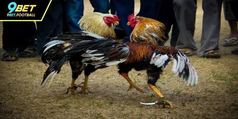 Đá Gà Cựa Sắt - Kịch Tính Đỉnh Cao, Cá Cược Thăng Hoa