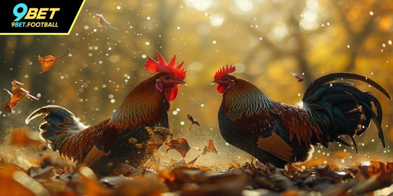 Kinh nghiệm đặt cược đá gà cựa sắt đỉnh cao trên 9BET