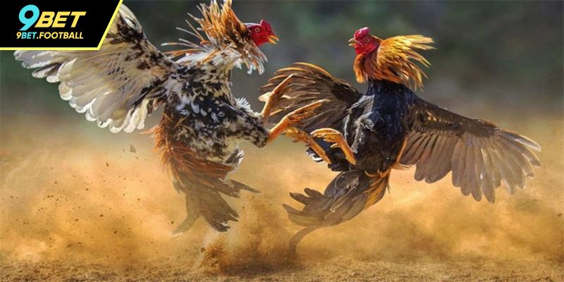 Mẹo chơi đá gà 88 luôn thắng