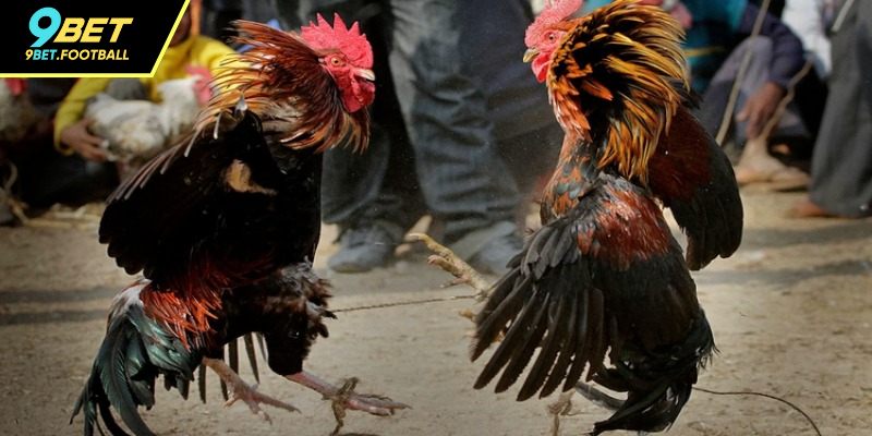 Nghiên cứu kỹ lịch sử, phong độ chiến kê