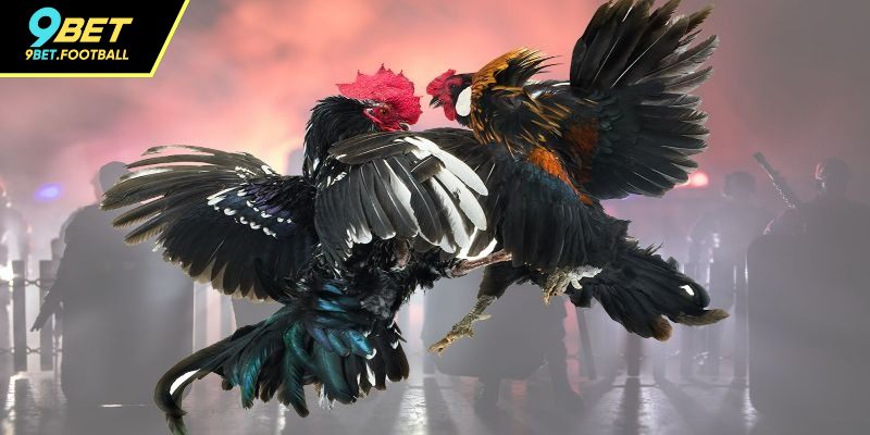 Nhà cái 9BET thiết kế nhiều mức cược