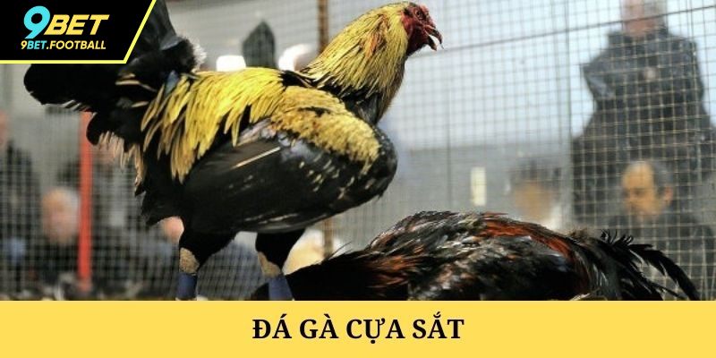 Sơ lược cơ bản về hình thức đá gà cựa sắt