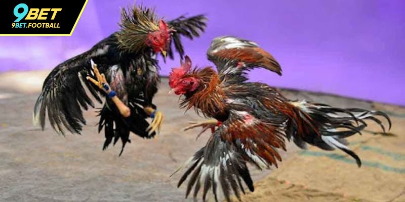 Tham gia cược đá gà cựa dao tại 9BET